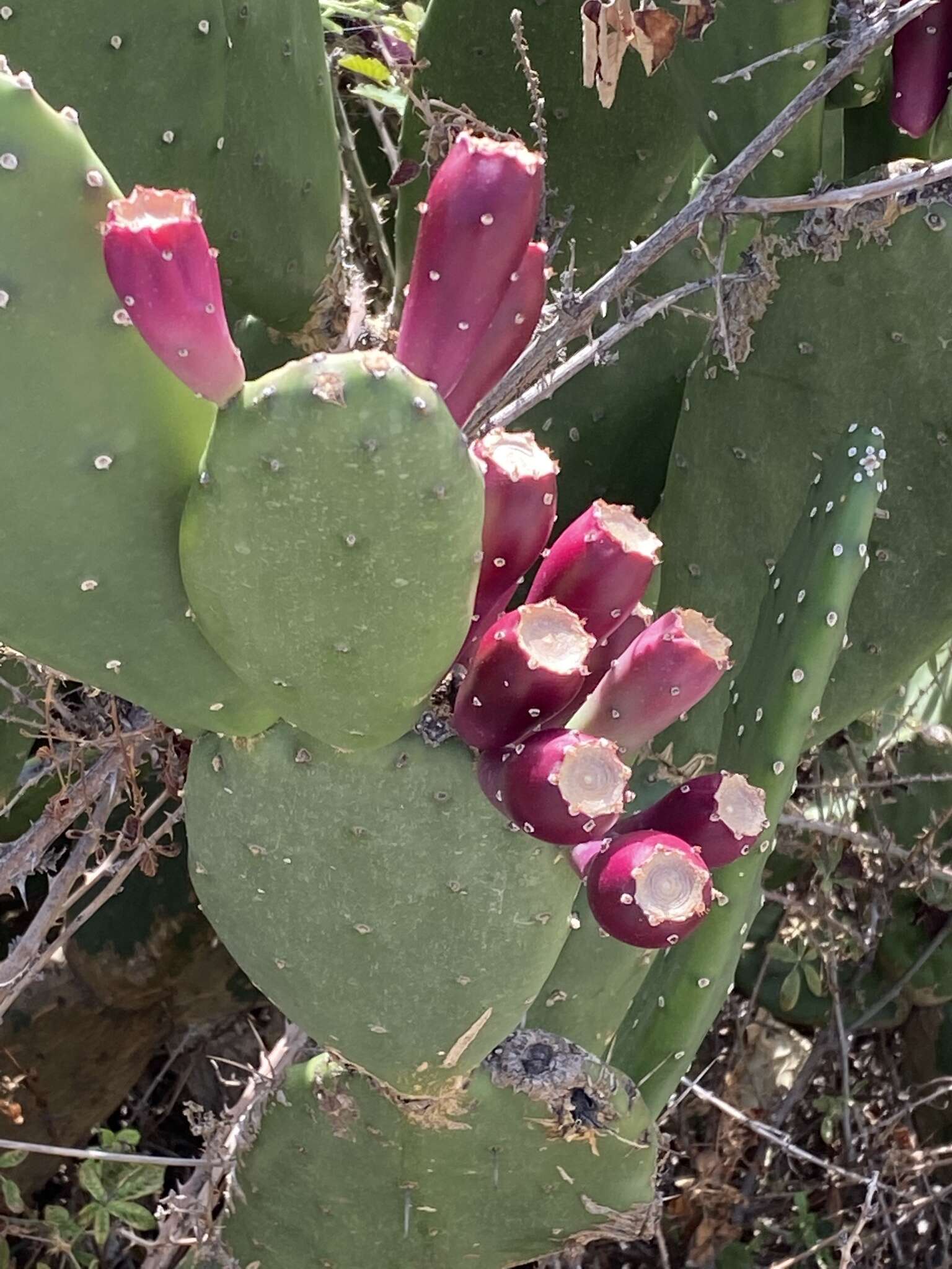 Image of <i>Opuntia bonaerensis</i>