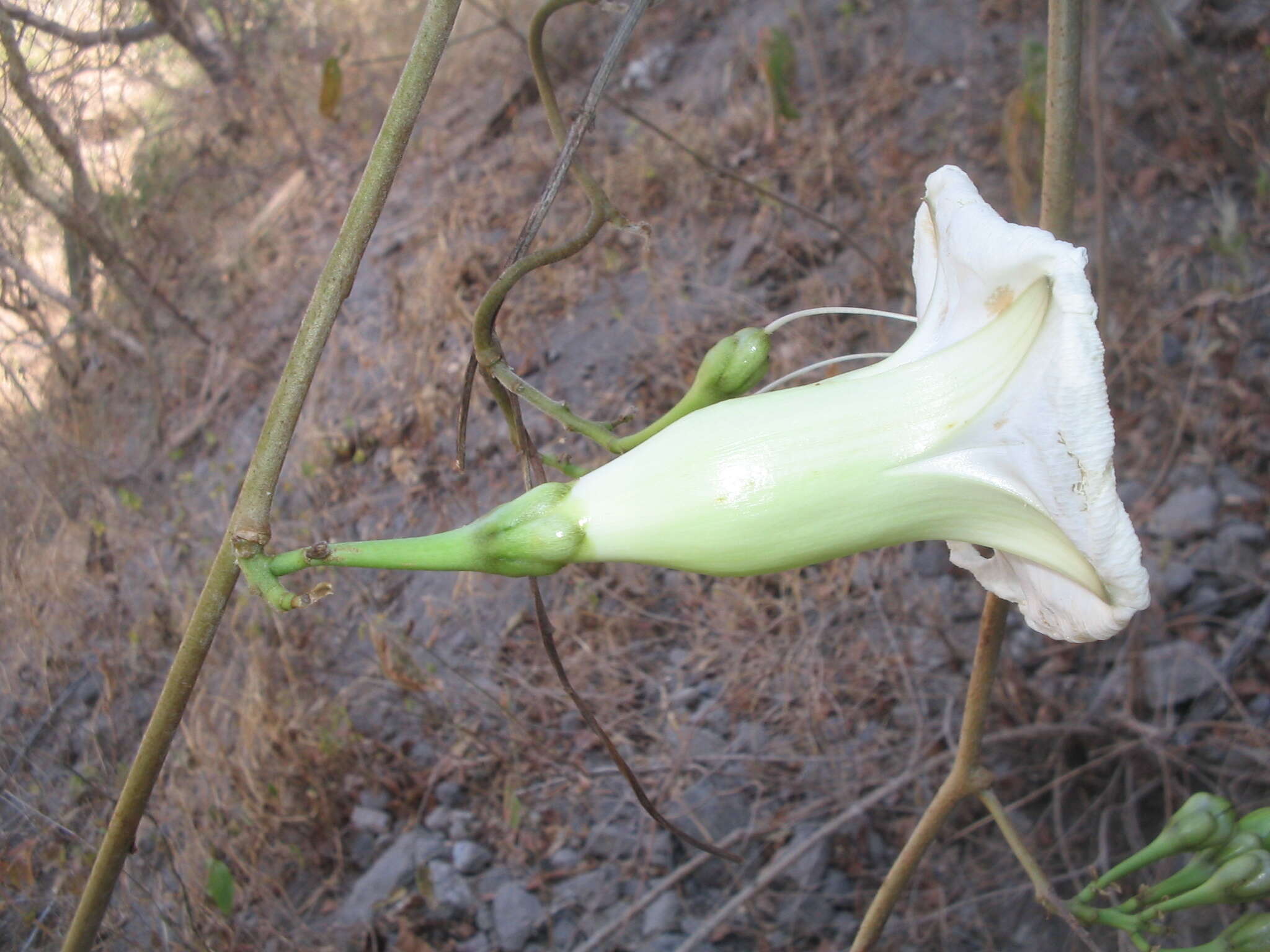 Image of Ipomoea pseudoracemosa G. D. Mc Pherson