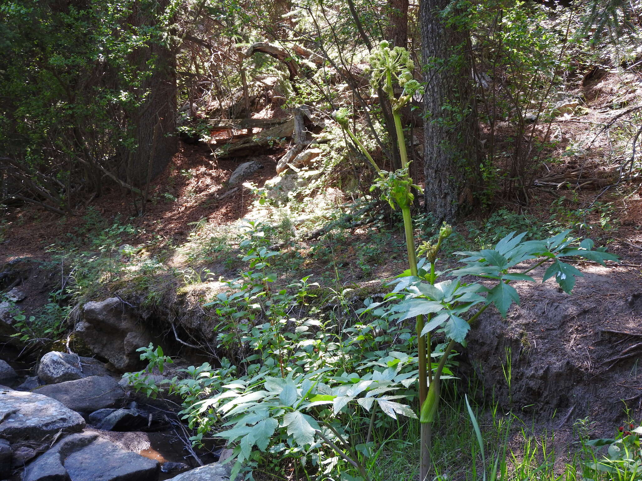 Image of Giant Angelica