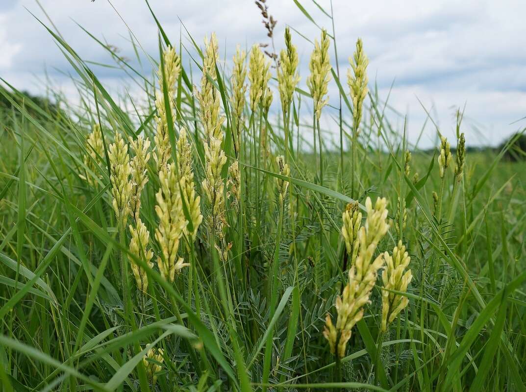 Imagem de Astragalus asper Jacq.