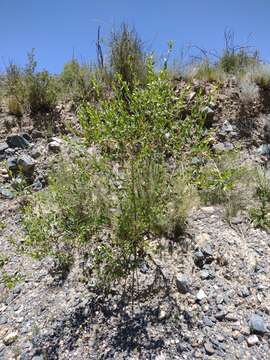 Baccharis scandens (Ruiz & Pav.) Pers. resmi