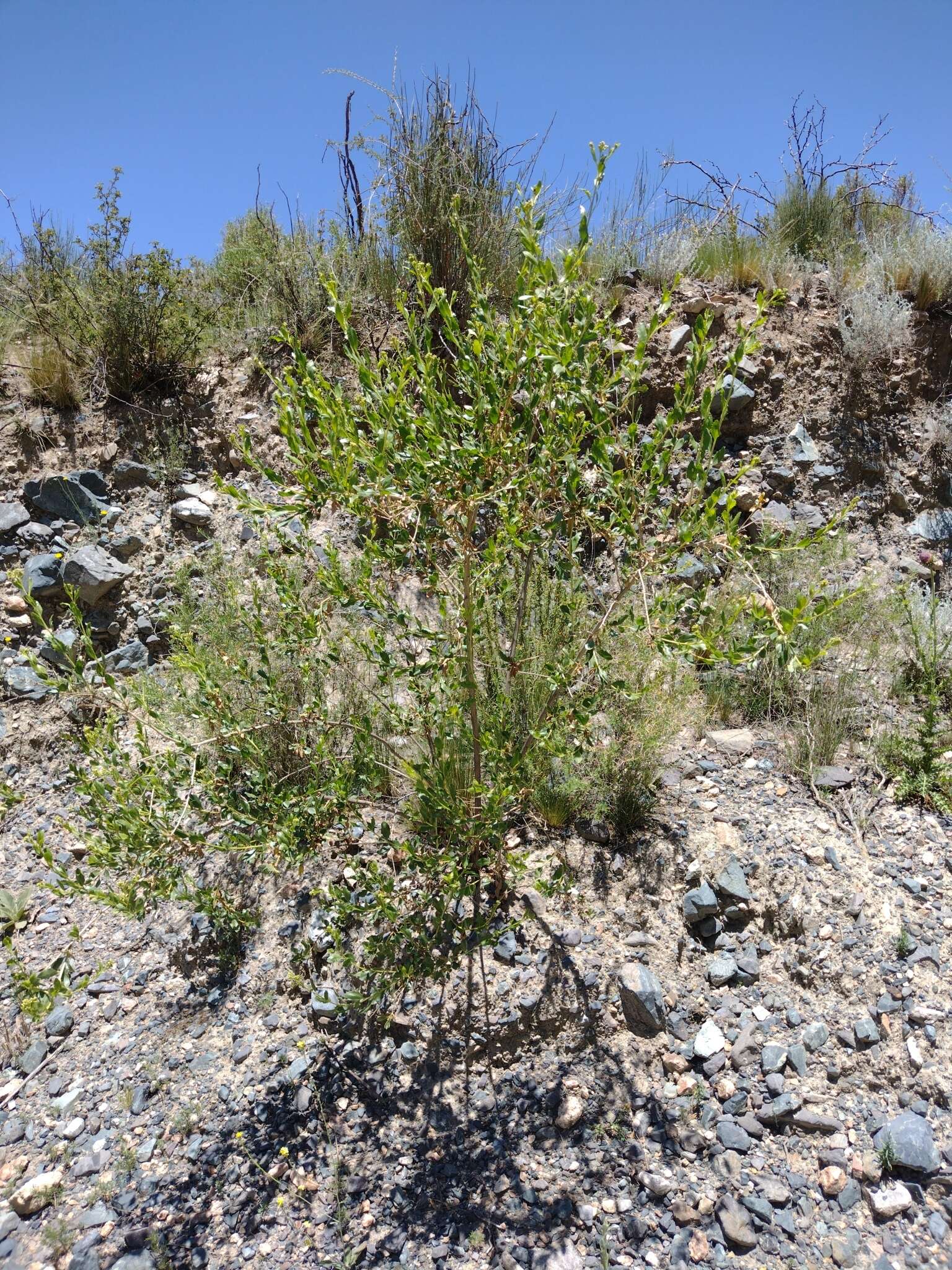 Image de Baccharis scandens (Ruiz & Pav.) Pers.