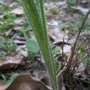 Image of Carbunup king spider orchid