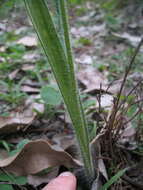 Image of Carbunup king spider orchid