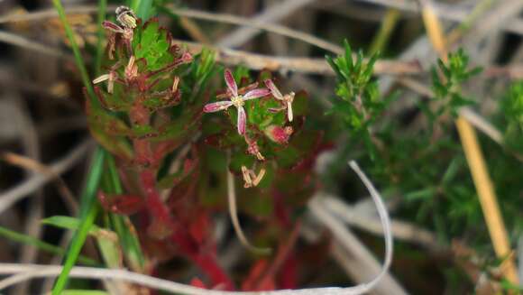 Image of Laurembergia repens subsp. brachypoda (Welw. ex Hiern) Oberm.