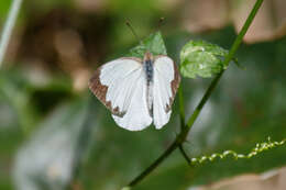 Image of Elodina parthia (Hewitson 1853)