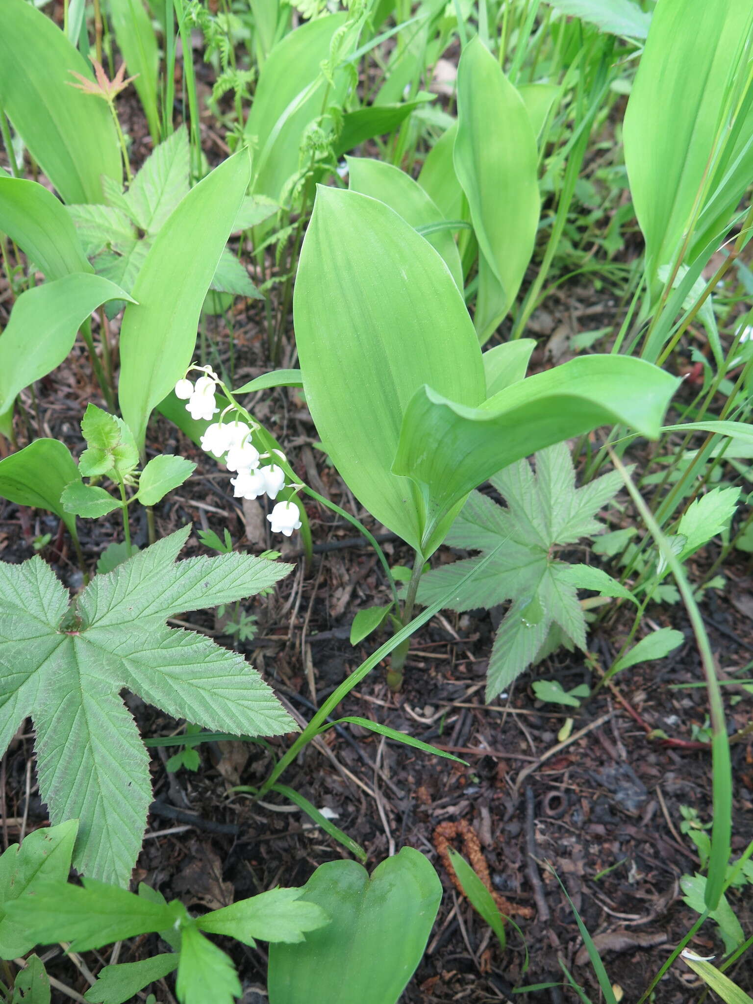 Image of Convallaria keiskei Miq.