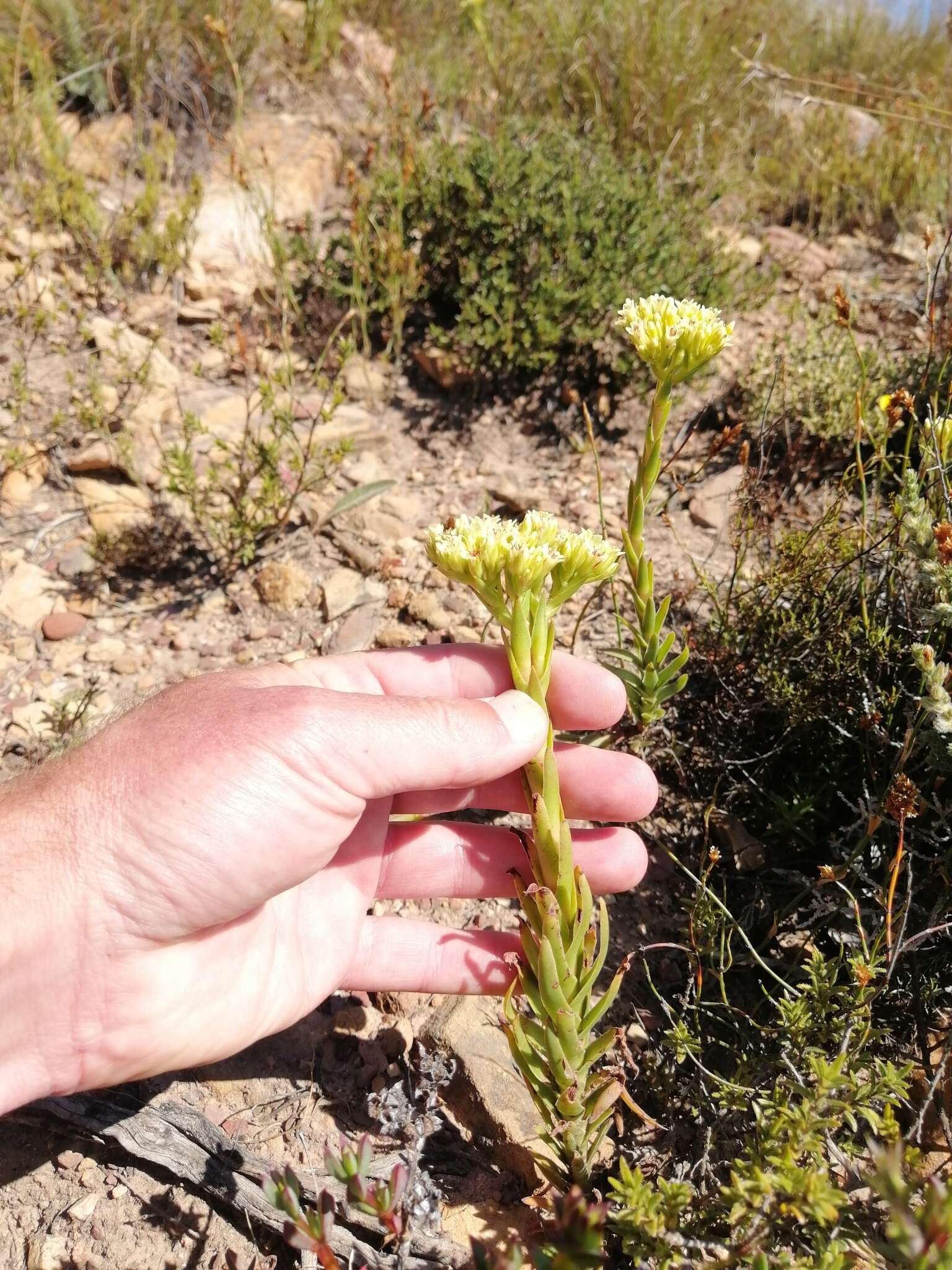 Crassula flava L. resmi