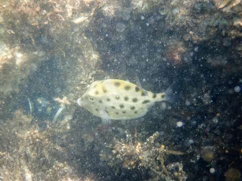 Image of Blue boxfish