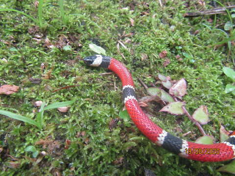 Image of Painted Coral Snake