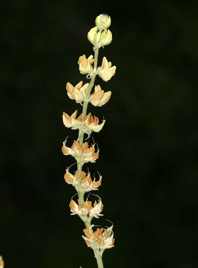 Image of Dedecker lupine