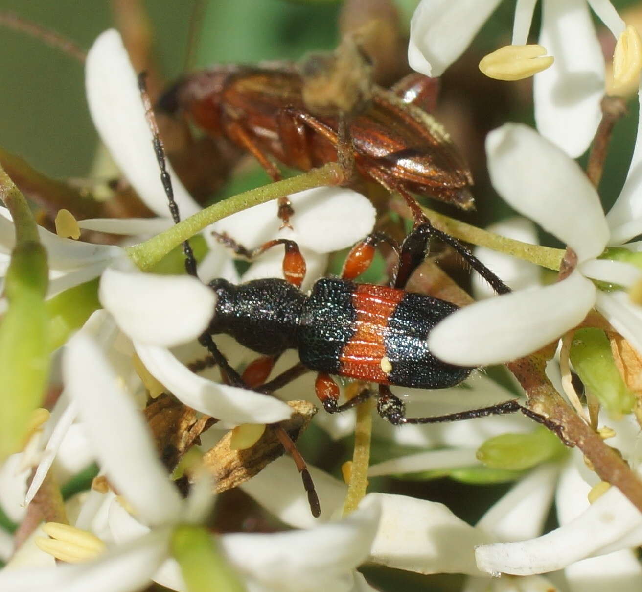 Image of Obrida fascialis (White 1846)