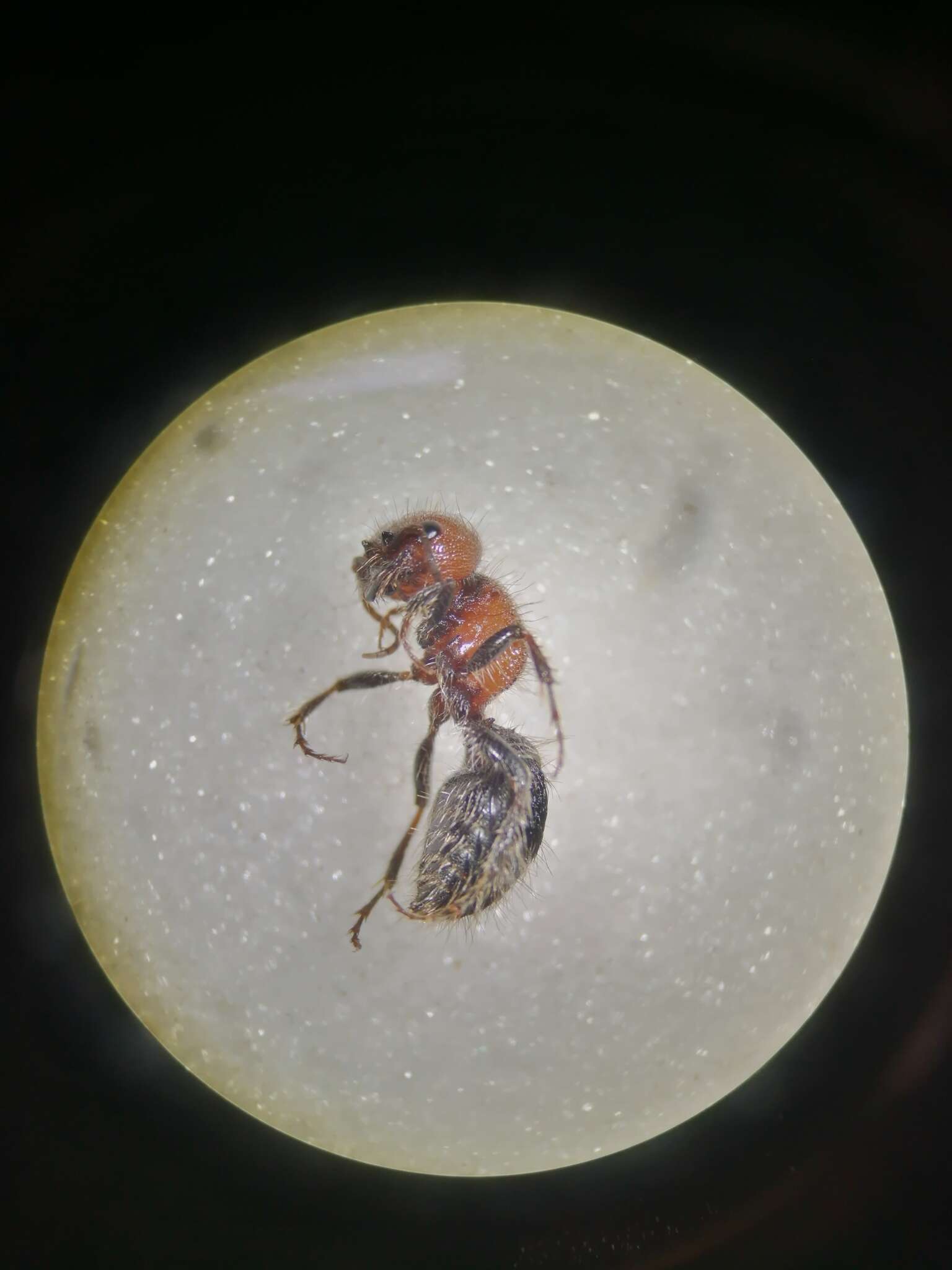 Plancia ëd Myrmilla erythrocephala (Latreille 1792)