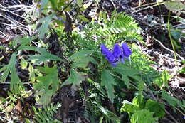 Image of Aconitum jaluense subsp. taigicola (Vorosh.) V. N. Voroshilov