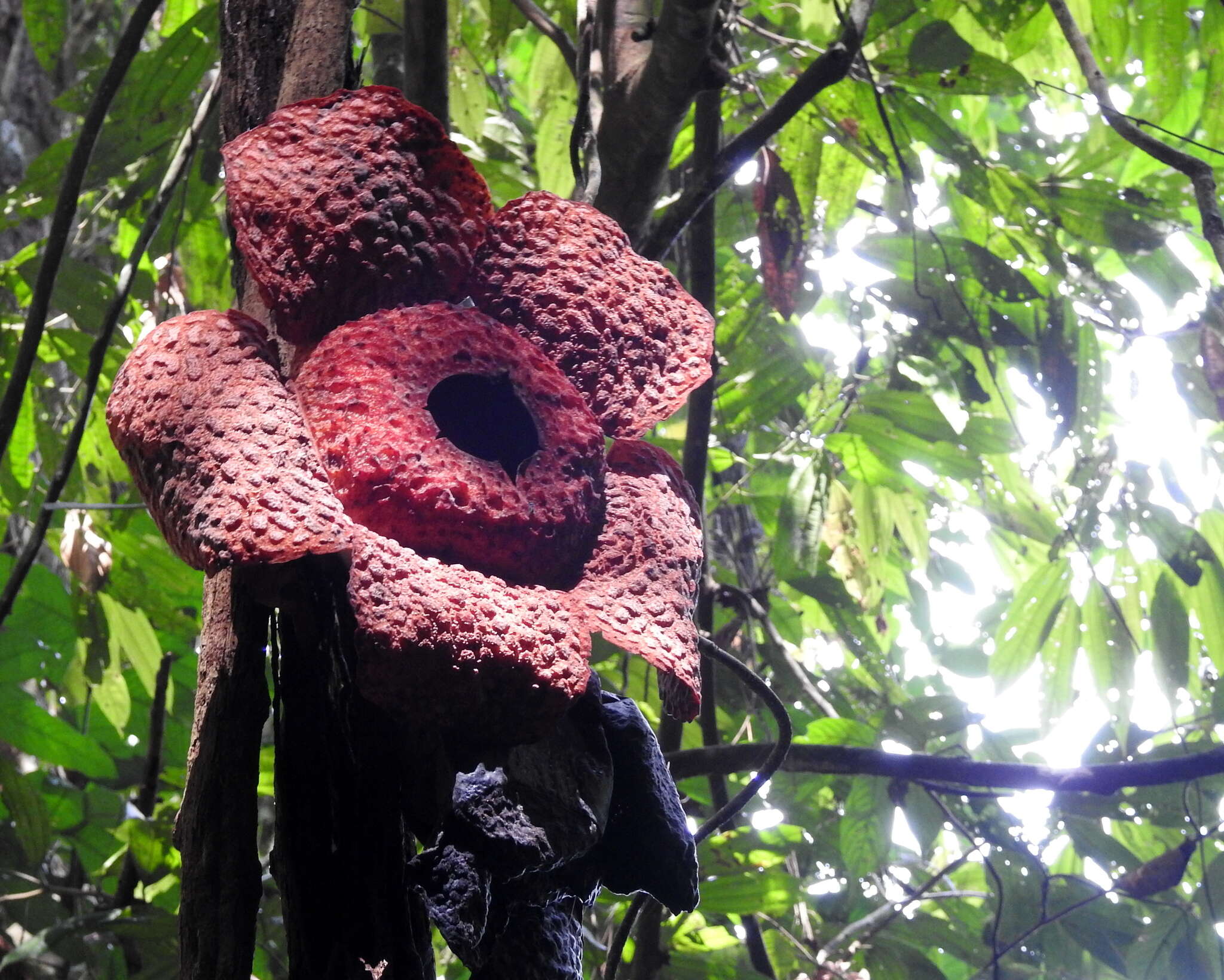 Image of Rafflesia micropylora W. Meijer