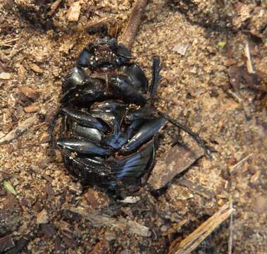 Image of Scarabaeus bornemisszai Zur Strassen 1980