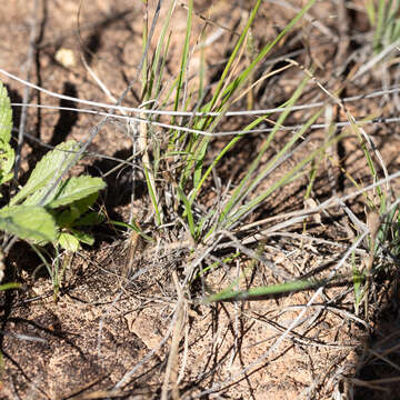 Image of Austrostipa blackii (C. E. Hubb.) S. W. L. Jacobs & J. Everett