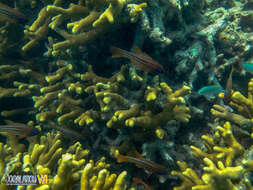 Porites attenuata Nemenzo 1955 resmi