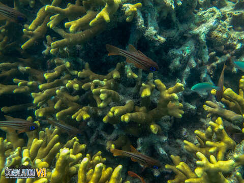 Image of Finger coral