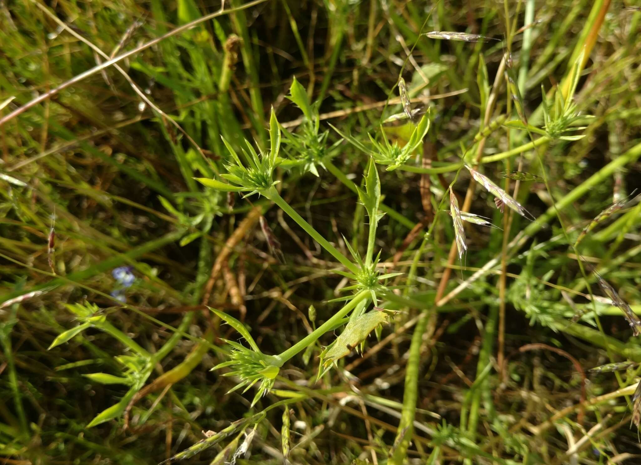 Image de Eryngium aristulatum Jepson