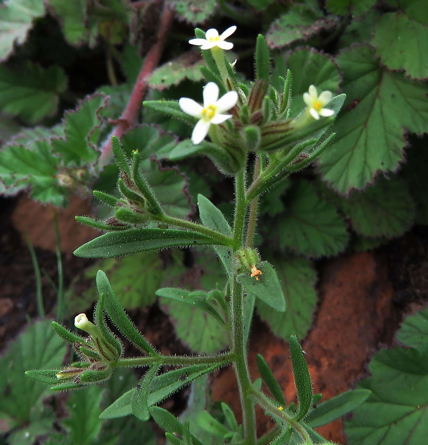 صورة Polycarena silenoides Harv. ex Benth.