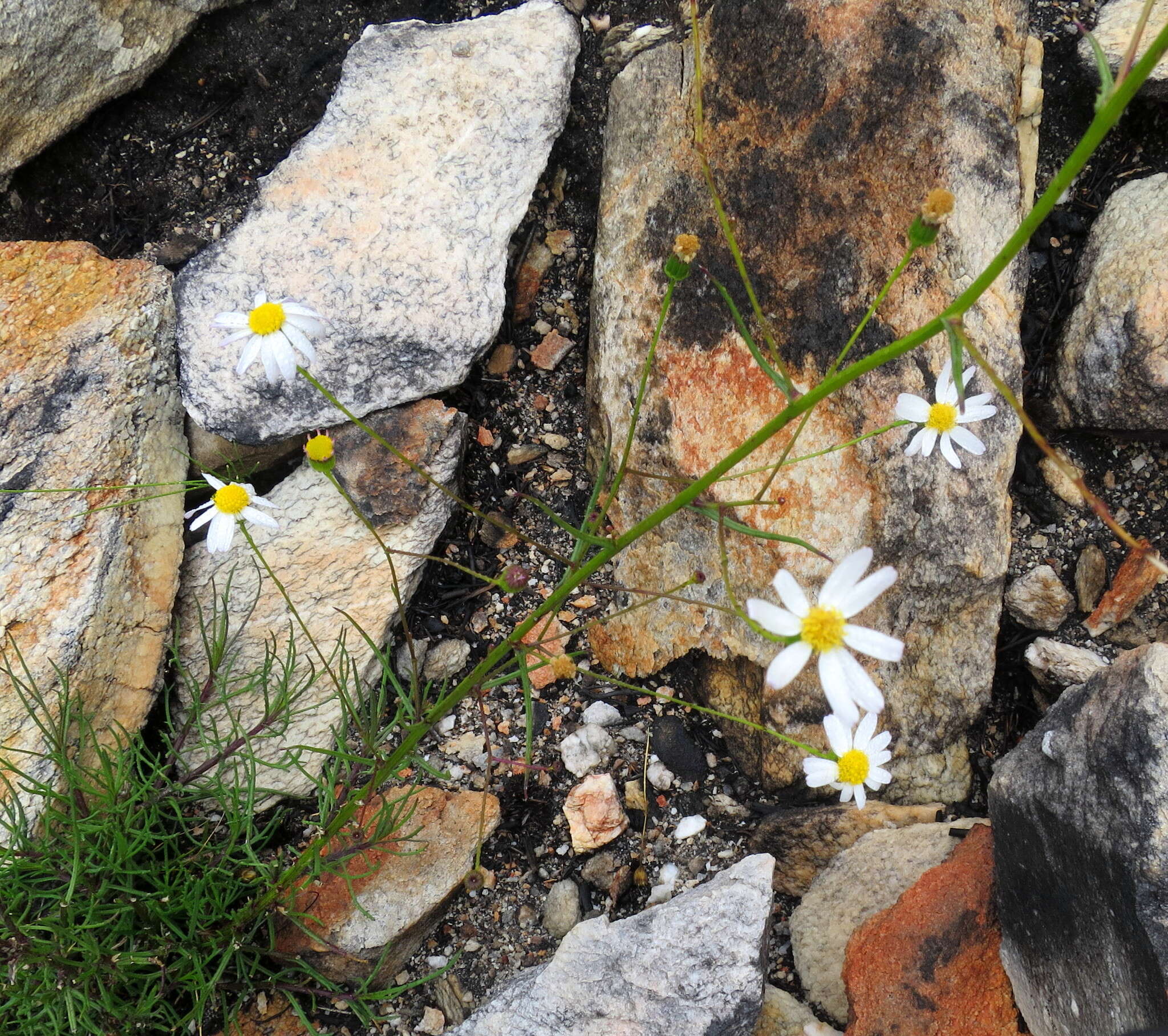 Image of Phymaspermum leptophyllum (DC.) Benth. & Hook. fil.