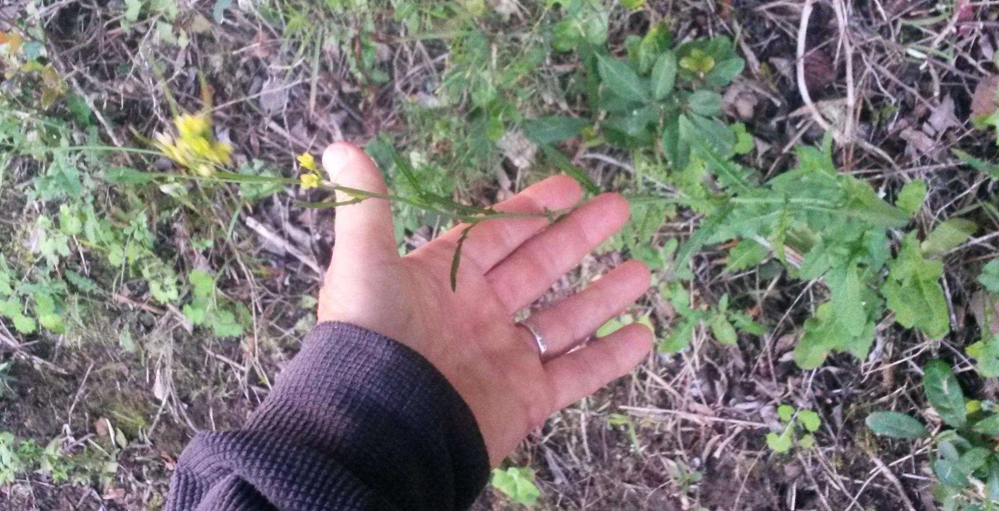 صورة Sisymbrium capense Thunb.