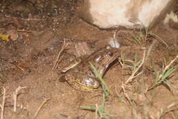 Image de Lithobates magnaocularis (Frost & Bagnara 1974)