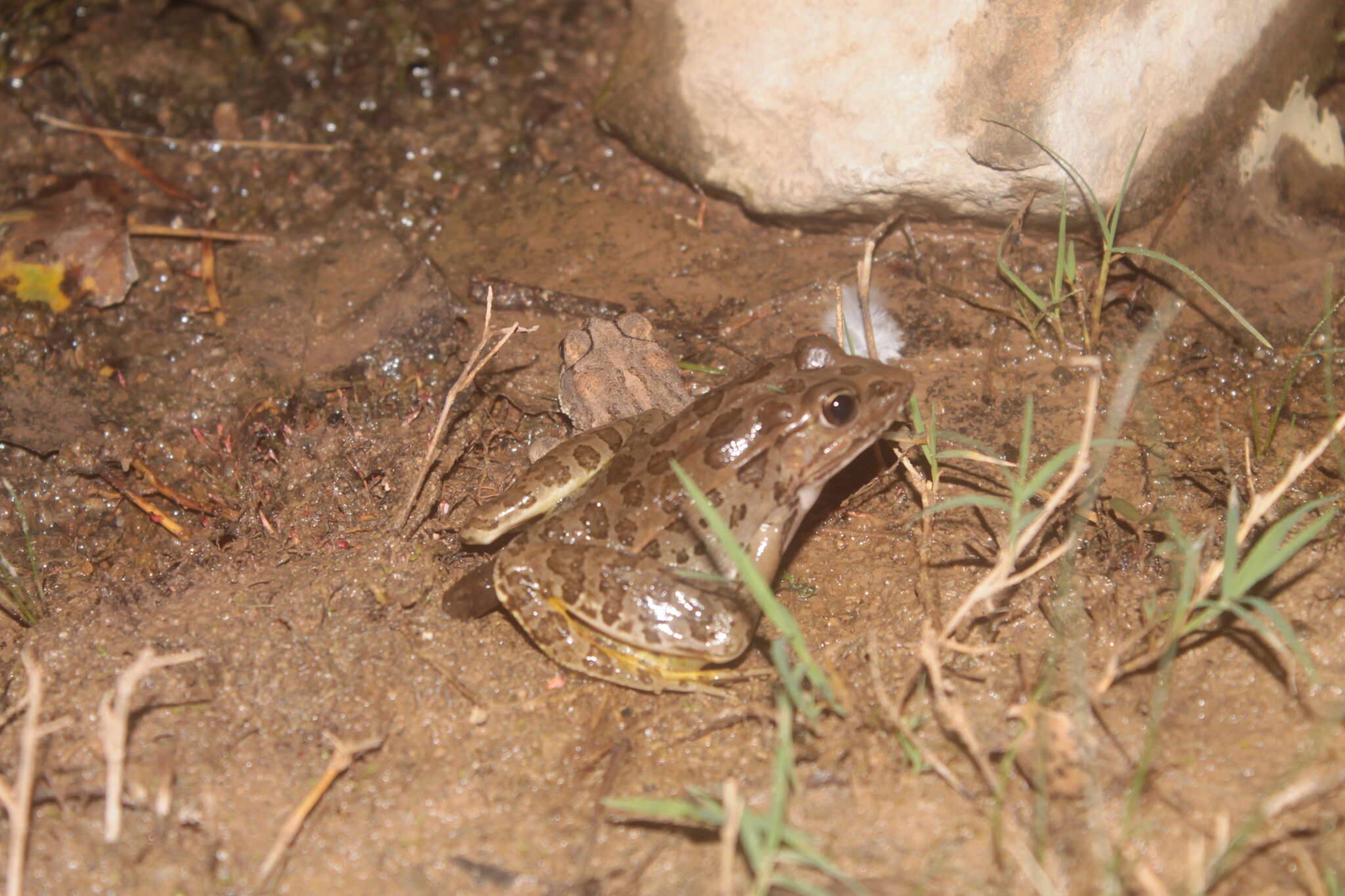 Image of Lithobates magnaocularis (Frost & Bagnara 1974)