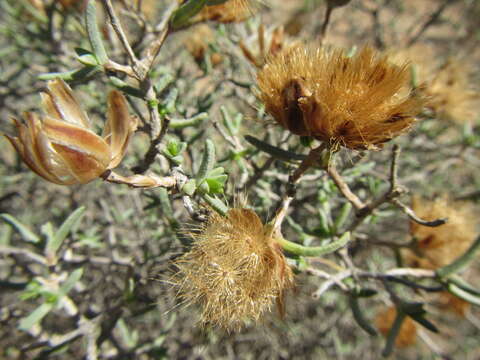 Image of Pteronia succulenta Thunb.