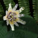 Image of Passiflora punctata L.