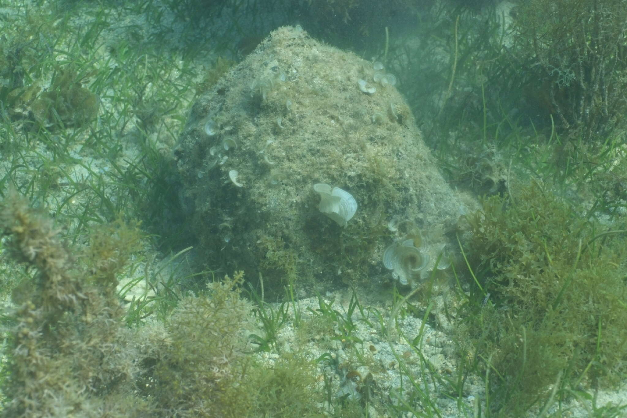 Image of Horned Helmet