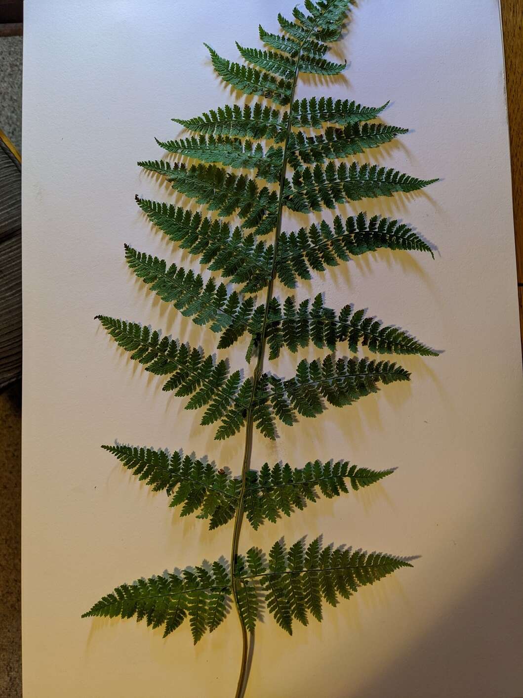 Image de Dryopteris triploidea Wherry