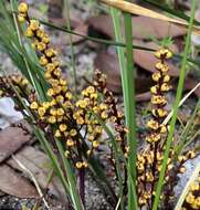 Imagem de Lomandra sororia (F. Muell. ex Benth.) Ewart