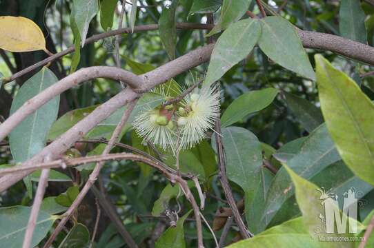 Слика од Syzygium jambos (L.) Alston