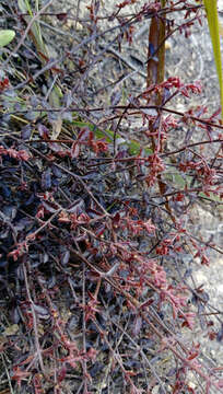 Image of Gonocarpus incanus (A. Cunn.) Orchard