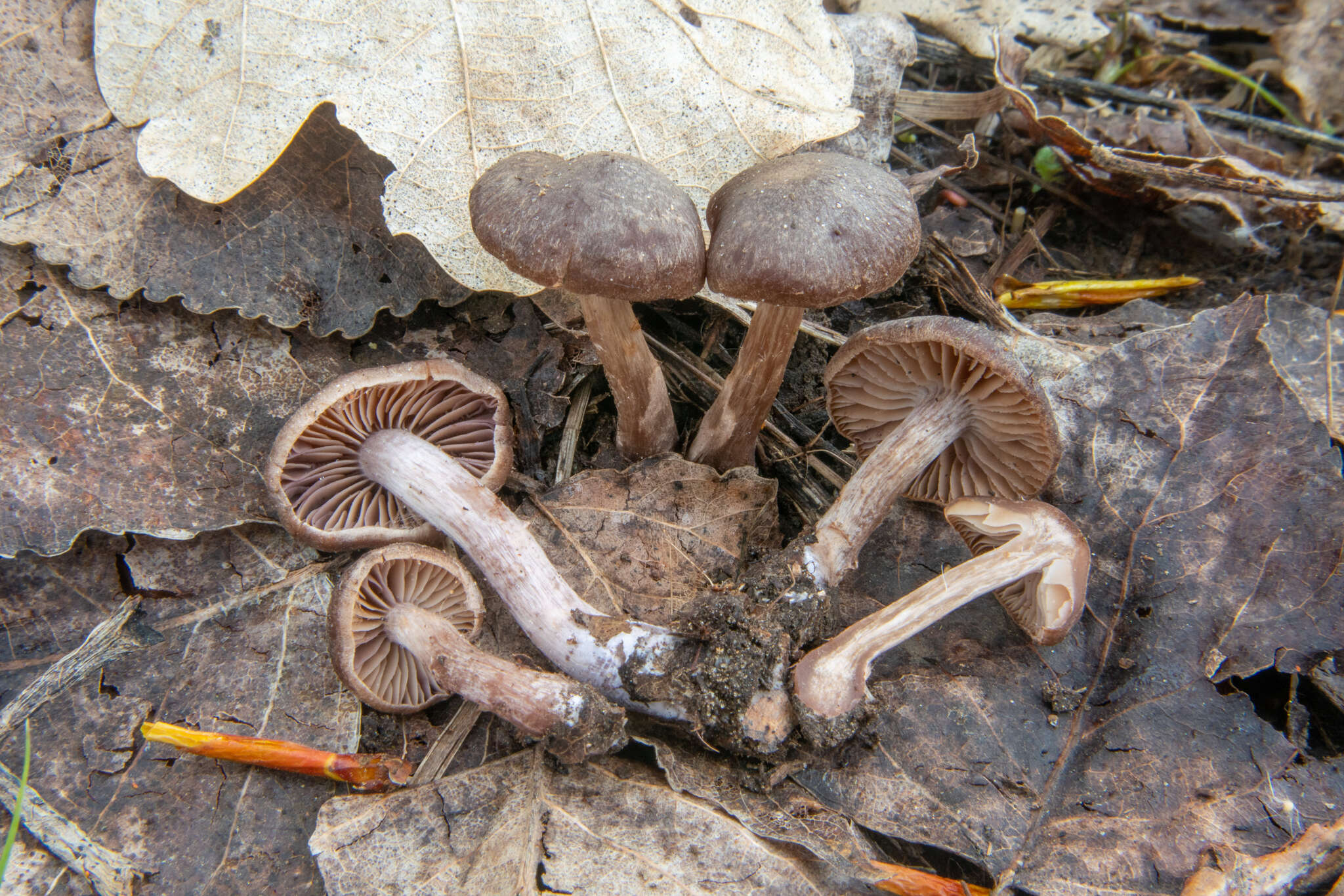 Imagem de Cortinarius vernus H. Lindstr. & Melot 1994