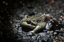 Image of Banjo Frog