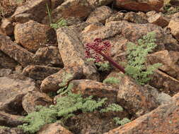 Image de Lomatium minus (Rose ex Howell) Mathias & Constance