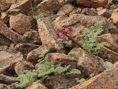 Lomatium minus (Rose ex Howell) Mathias & Constance resmi