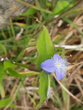 Слика од <i>Elasis guatemalensis</i>