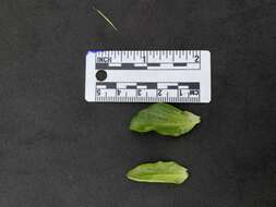 Image of nightblooming false bindweed