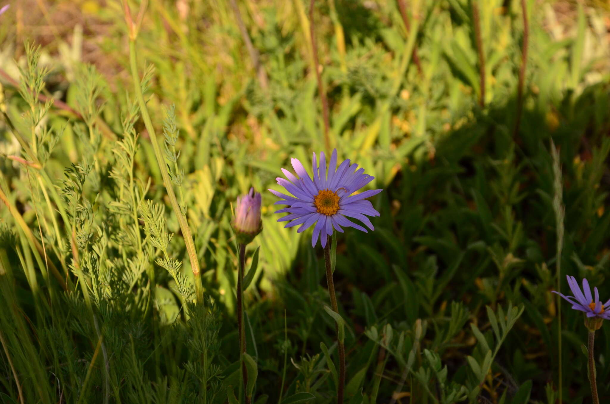 Image of alpine aster