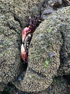 Image of striped shore crab