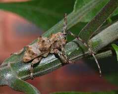 Image of Idactus tridens Pascoe 1864