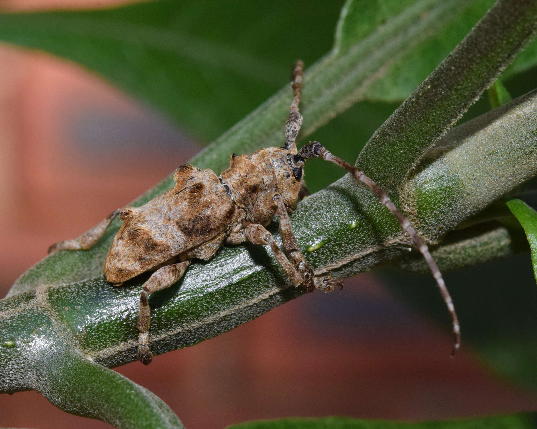 Image of Idactus tridens Pascoe 1864