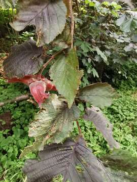 Imagem de Corylus maxima Mill.