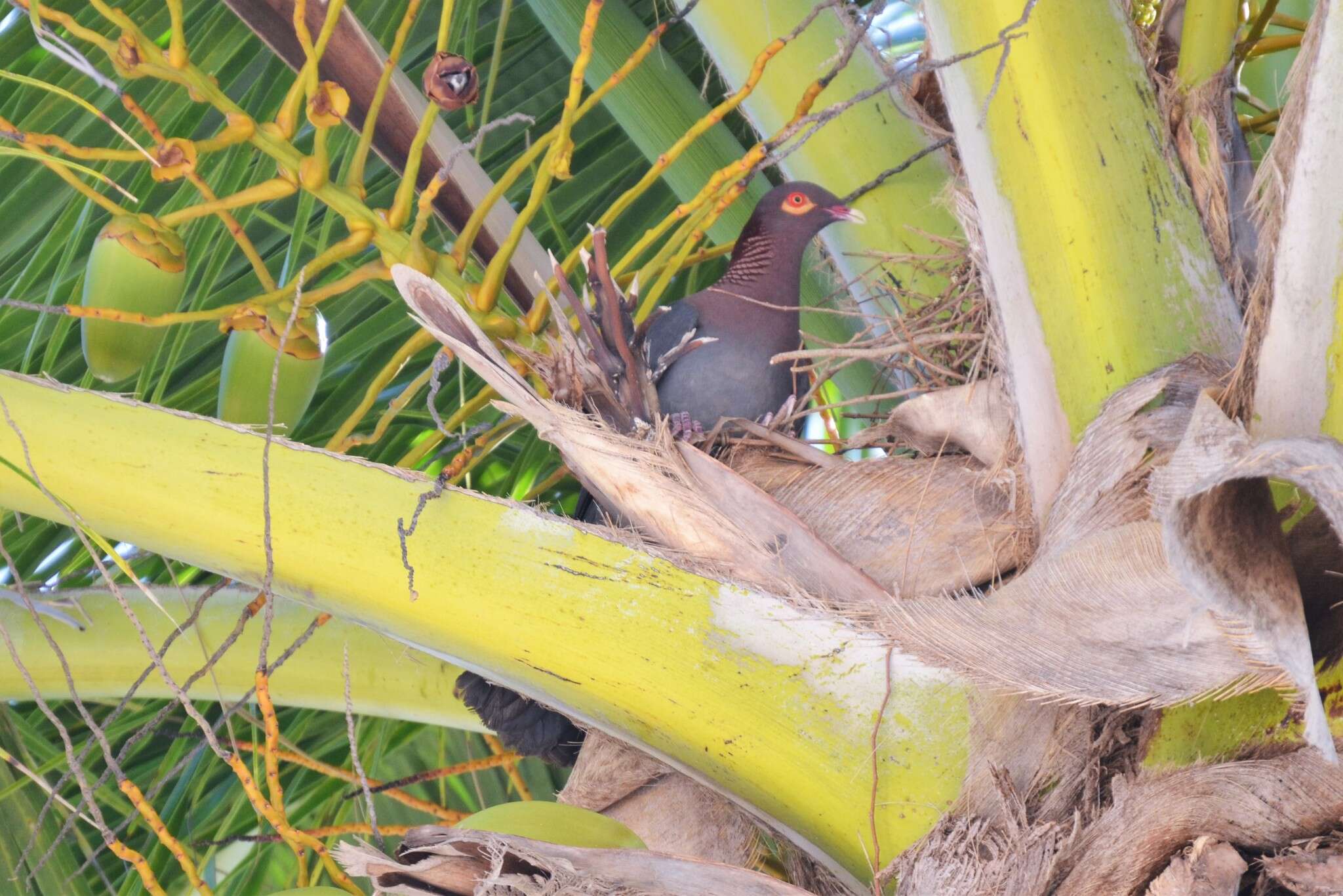 Image of Scaly-naped Pigeon