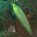 Image of Green wrasse