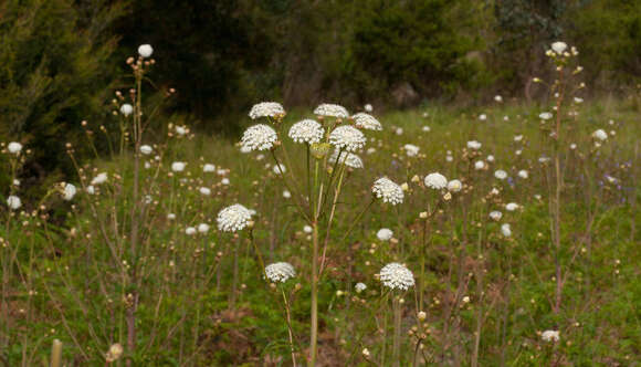 Imagem de Trachymene composita var. composita